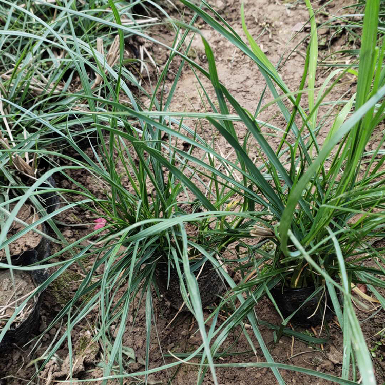 小兔子狼尾草种植基地 苗圃供应 小兔子狼尾草苗 山东草花