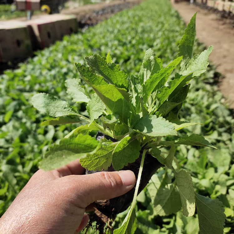 鼠尾草 量大优惠 鼠尾草批发 宿根草花价格