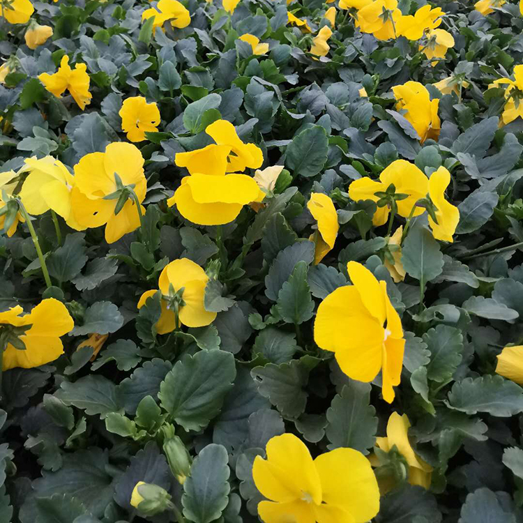 三色堇供应商 价格从优 青州宿根草花批发 多颜色可选的三色堇