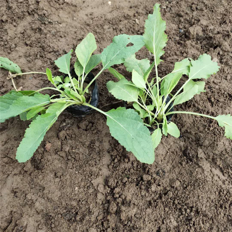 鼠尾草花海 基地直销 鼠尾草苗 鼠尾草行情