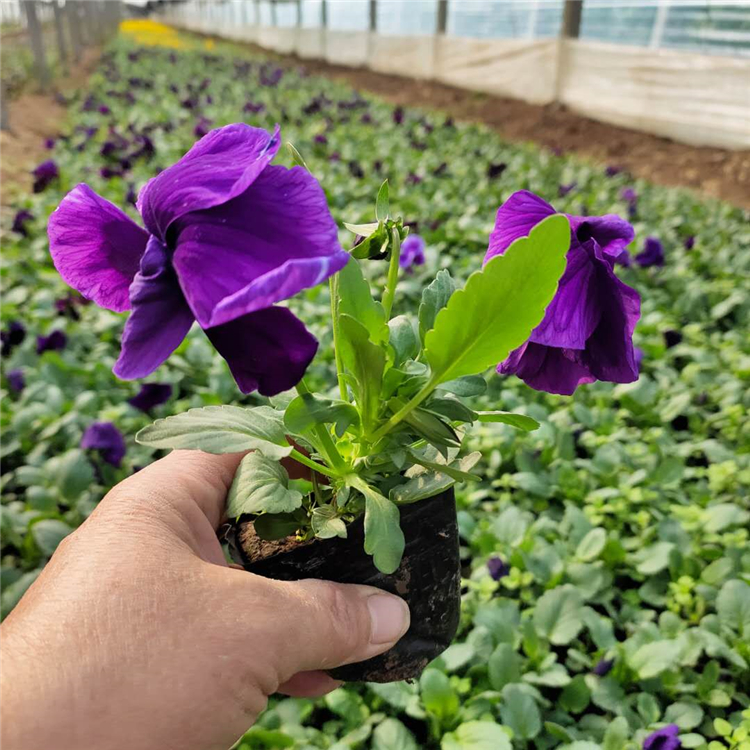 三色堇种植基地 顺菊花卉苗木 青州宿根草花批发 观赏用三色堇