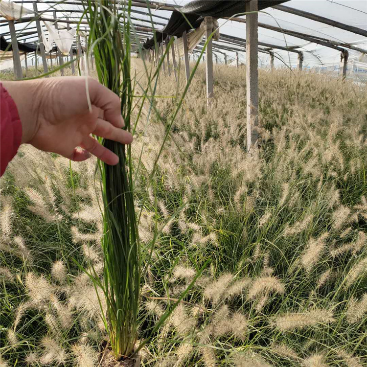 小兔子狼尾草种植基地 采购基地 小兔子狼尾草苗 多年生草本植物