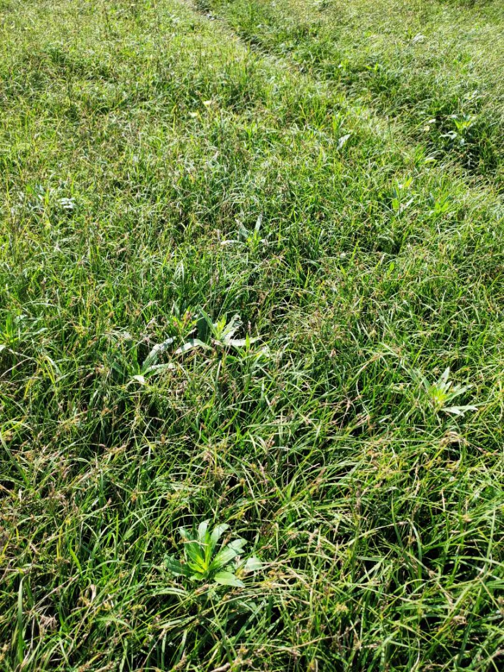 青绿苔草小苗批发 山东青绿苔草小苗 基地直销