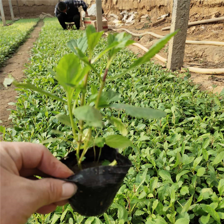 马鞭草价格 基地供应 青州花海用马鞭草