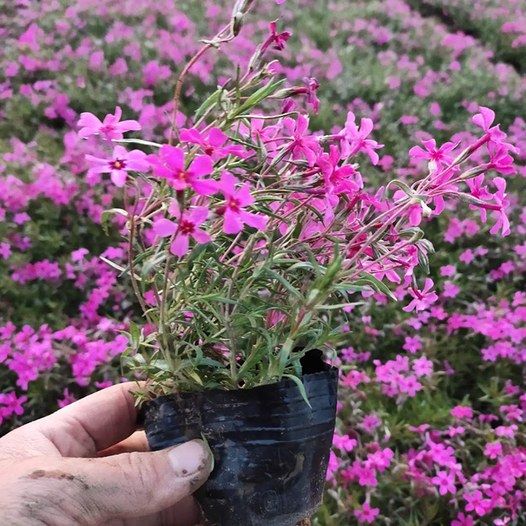 玫红福禄考杯苗 福禄考苗种植基地 价格从优