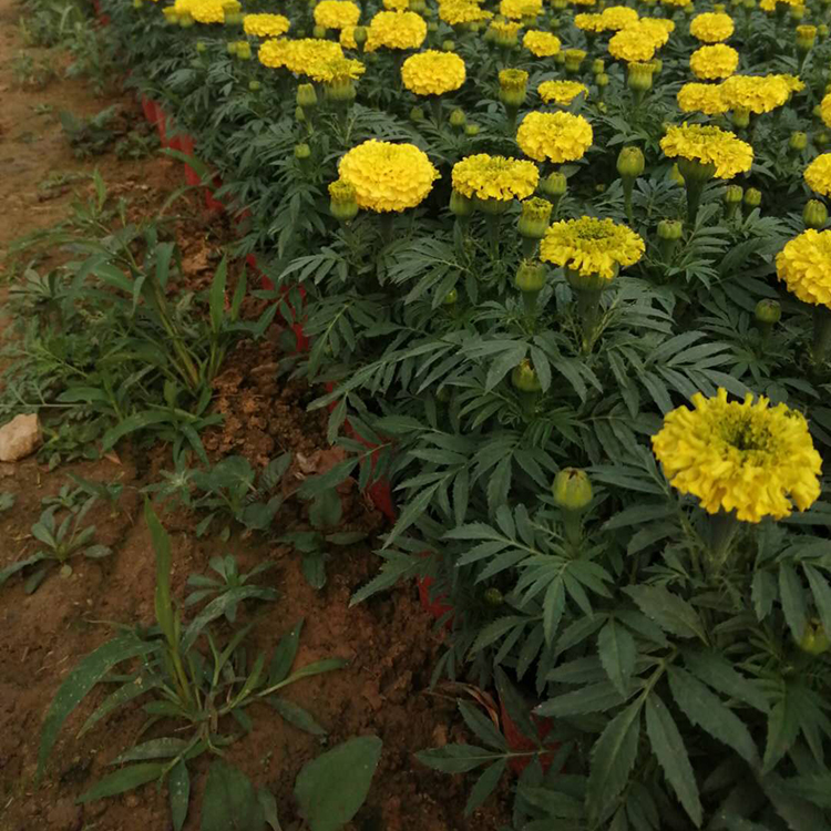 价格实惠 万寿菊盆栽 青州万寿菊价格