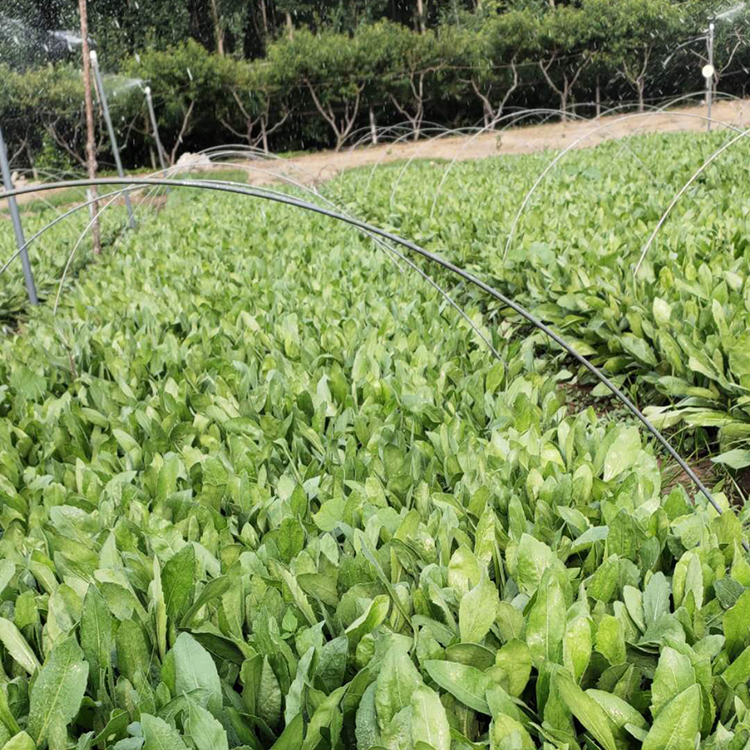 天人菊 青州天人菊供应商 批发基地