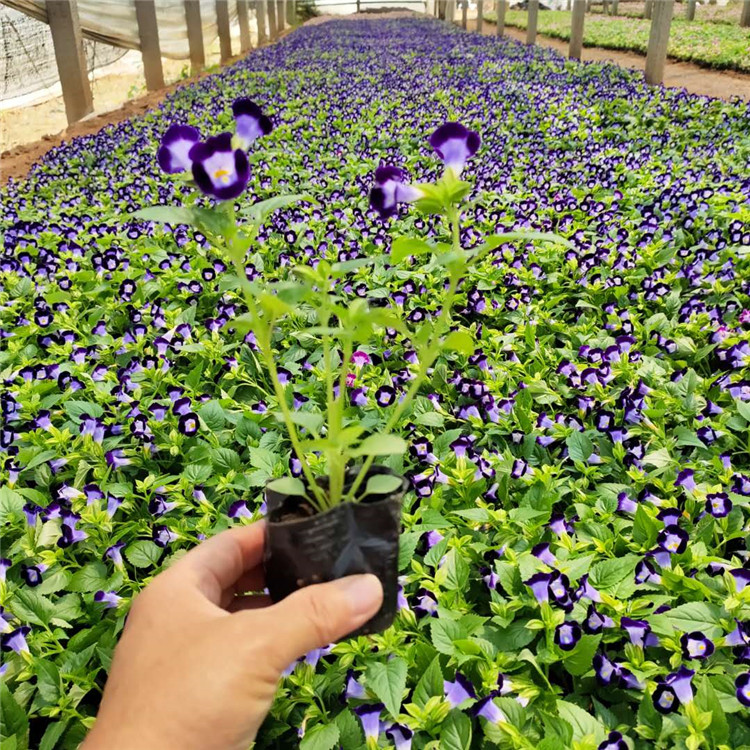 夏堇培育 应季好苗 宿根草花基地 夏堇杯苗