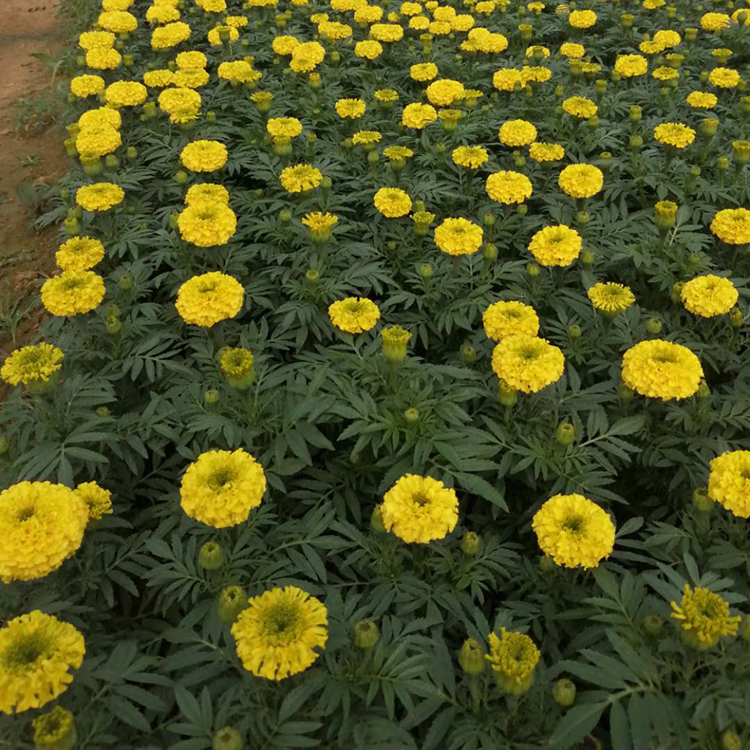 万寿菊价格 订购报价万寿菊 青州万寿菊价格