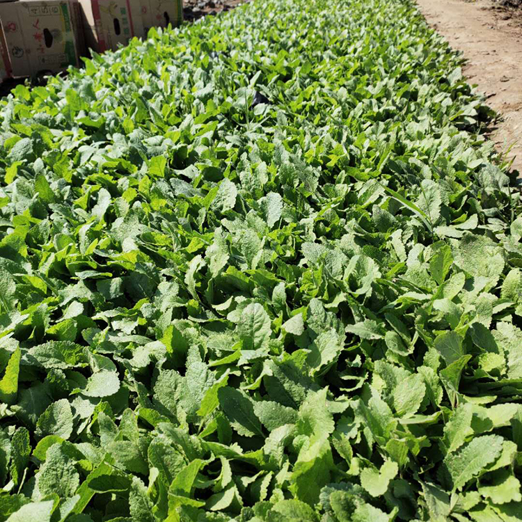 宿根草花价格 批发基地 鼠尾草 鼠尾草直销