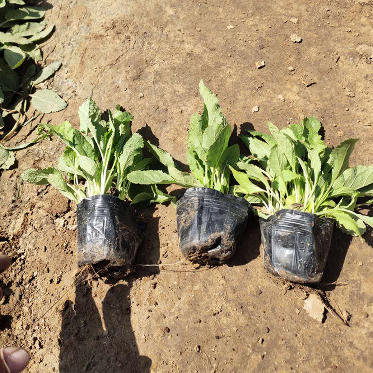 鼠尾草 基地直销 鼠尾草直销 鼠尾草花海