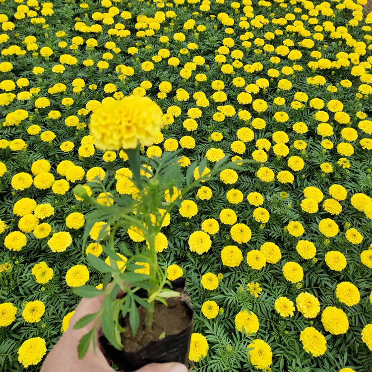 万寿菊苗 山东万寿菊基地 不限量发货万寿菊苗