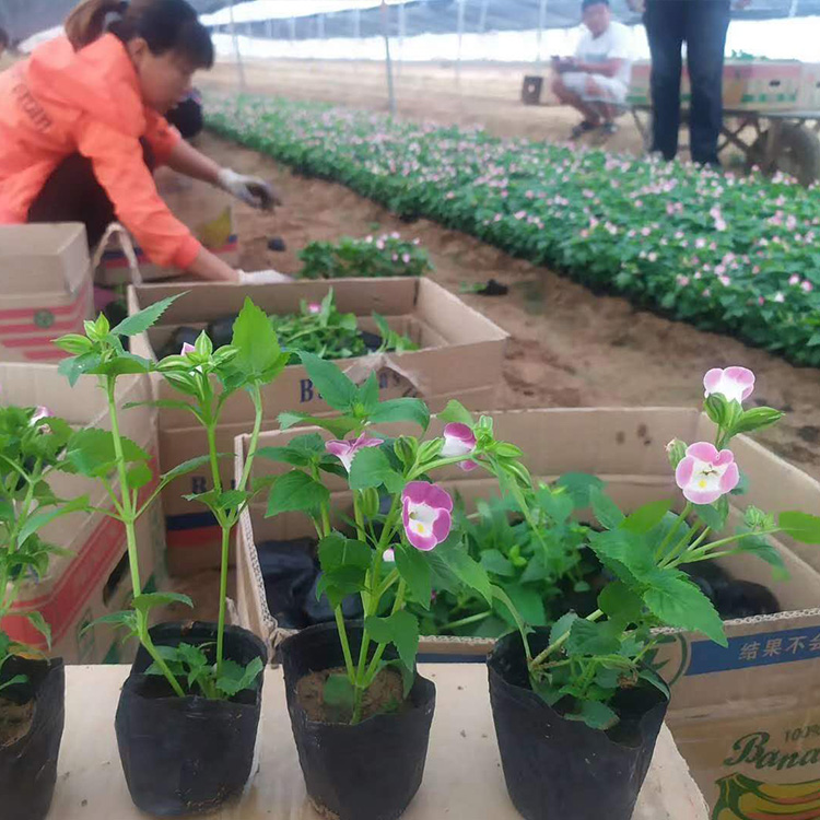 夏堇价格 价格从优 宿根草花基地 夏堇杯苗