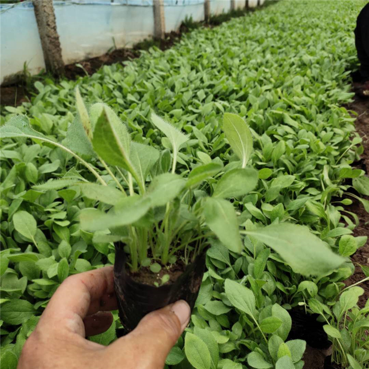 价格从优 黑心菊 黑心菊基地