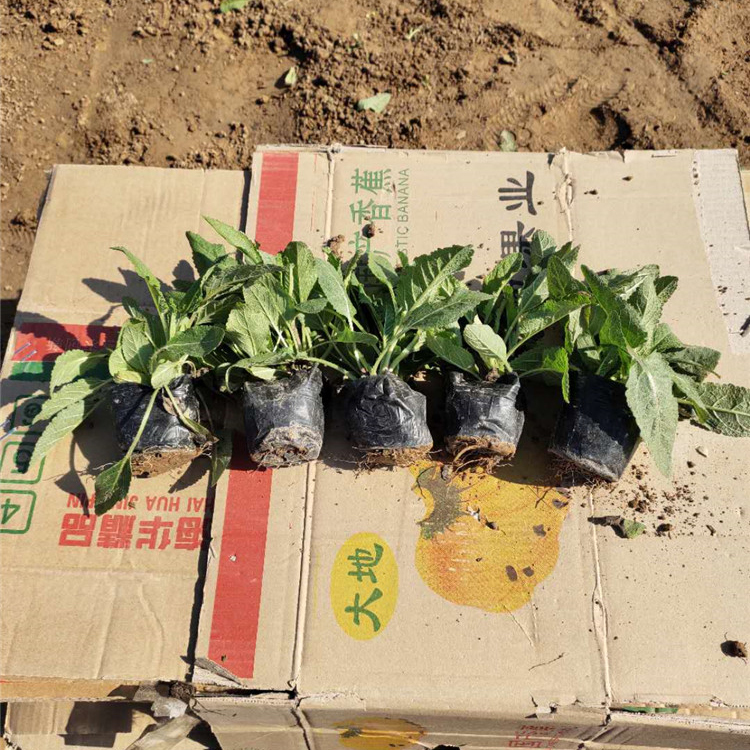 鼠尾草苗 批发基地 鼠尾草直销 山东草花基地