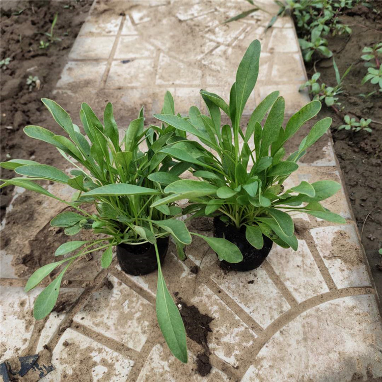 金鸡菊批发 山东宿根草花 金鸡菊