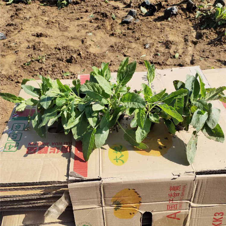 鼠尾草花海 批发基地 鼠尾草苗 鼠尾草价格