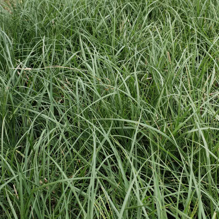 小兔子狼尾草价格 采购基地 小兔子狼尾草苗 多年生草本植物
