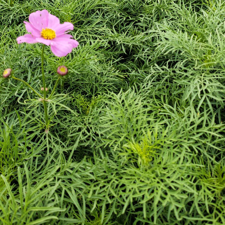 波斯菊 草花种植基地 波斯菊价格 价格从优