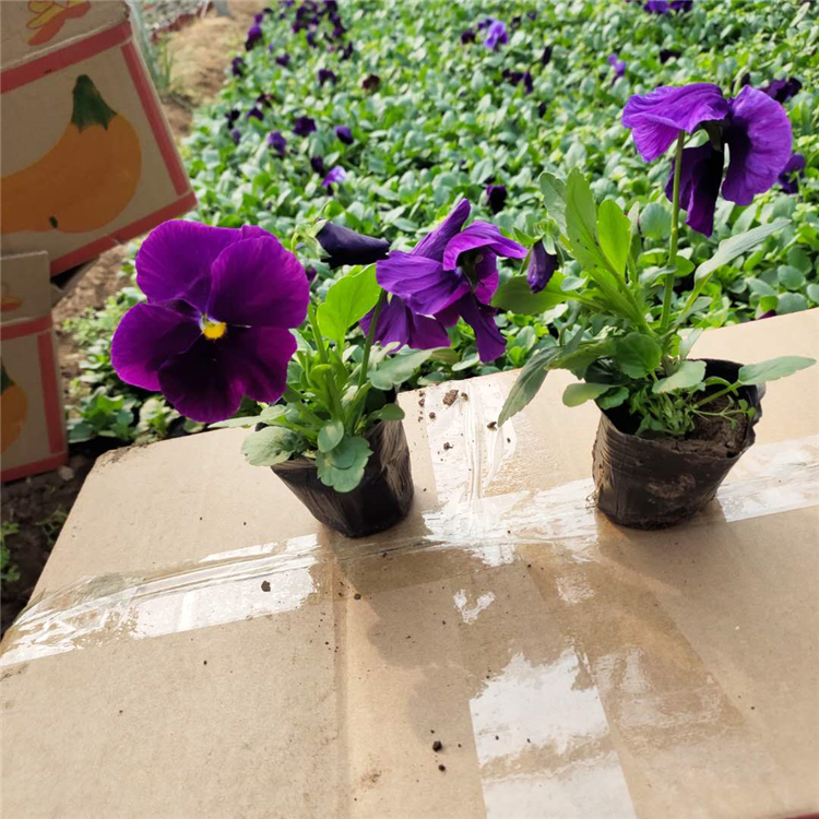 价格从优 三色堇杯苗 三色堇价格