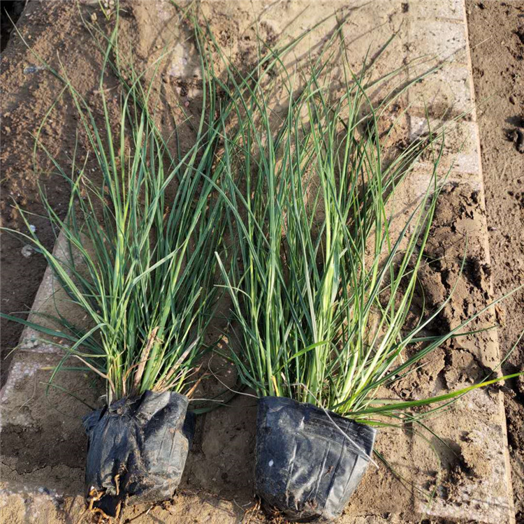 多年生草本植物 小兔子狼尾草苗 采购基地 小兔子狼尾草种植基地