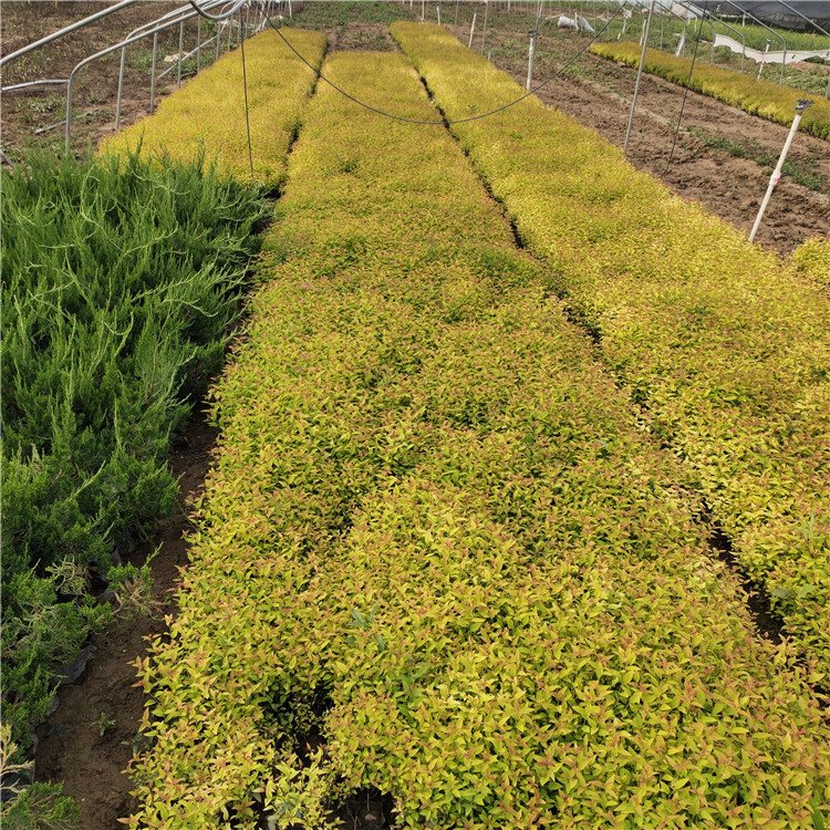 小灌木金焰绣线菊 好苗供应 金焰绣线菊种植基地