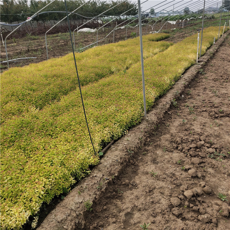 金焰绣线菊行情 青州小灌木金焰绣线菊 基地推荐