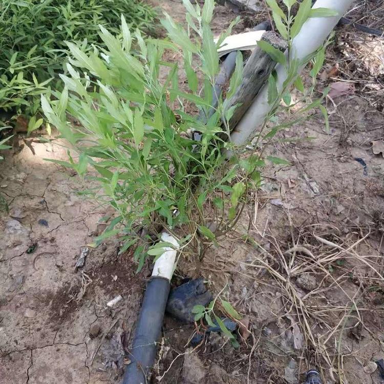 地被金叶莸 大量供应金叶莸 金叶莸价格