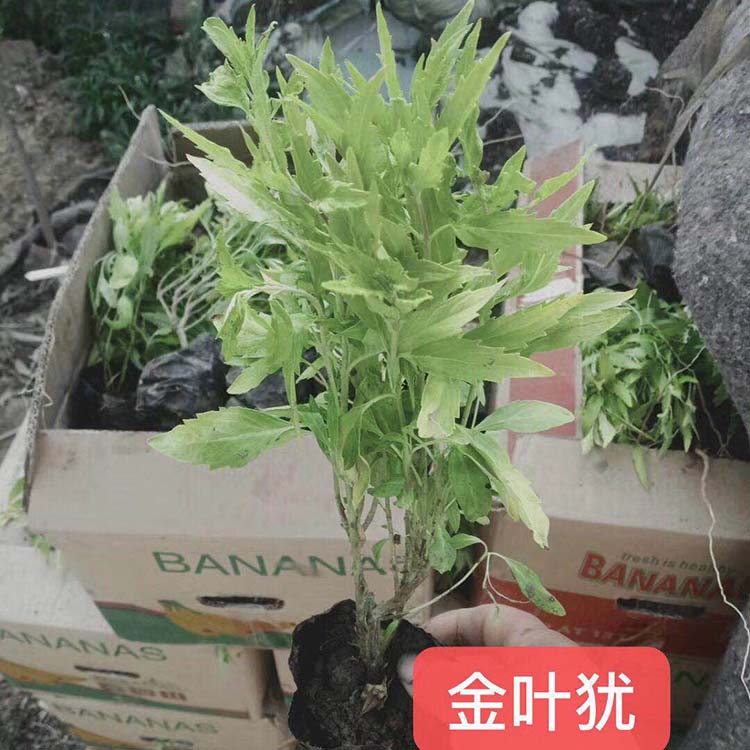 金叶莸培育基地 金叶犹批发商 色块栽培小苗