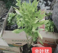 金叶莸培育基地 金叶犹批发商 色块栽培小苗