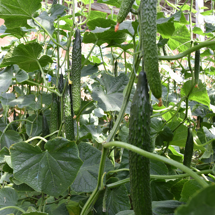 寿光蔬菜大棚种植越冬黄瓜种苗 抗死棵黄瓜苗 耐寒黄瓜种苗  质优价廉