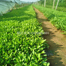 金鸡菊价格 金鸡菊小苗