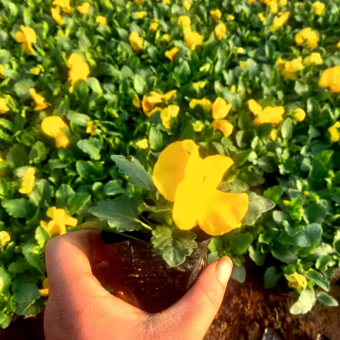 蝴蝶花 蝴蝶花价格 青州蝴蝶花