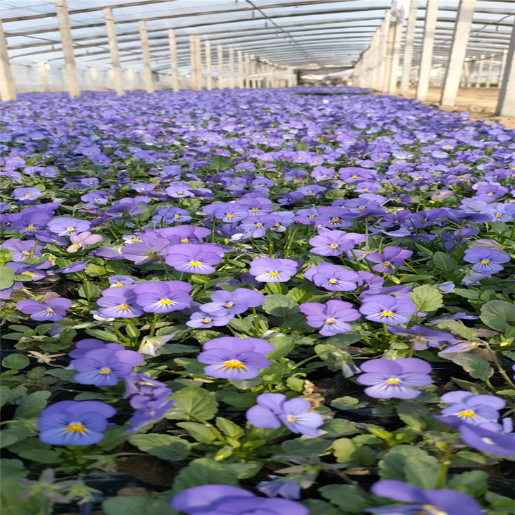 角堇抗寒草花 角堇批发价格 角堇基地供应 角堇质量保证
