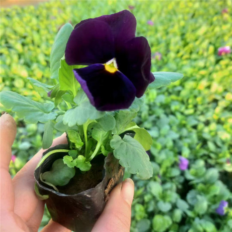 角堇种植基地 青州角堇基地报价 江瑞角堇现货供应 角堇出售