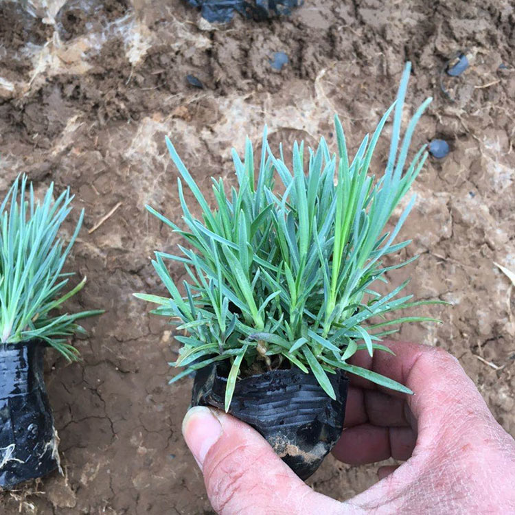 石竹杯苗小苗 批发基地 涵香花卉