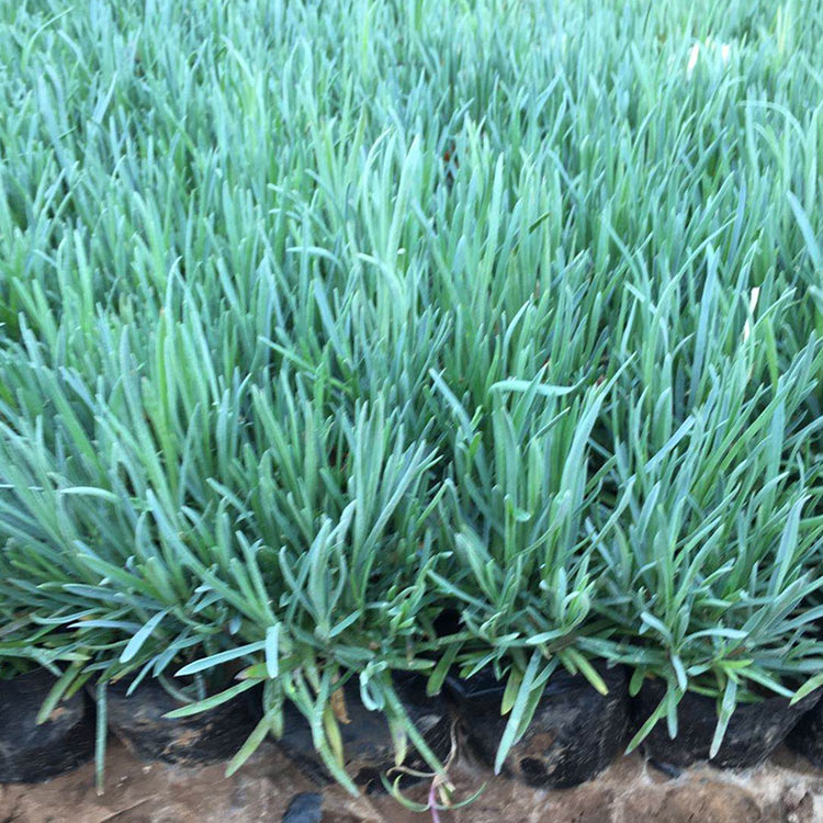 石竹杯苗价格 青州石竹杯苗 苗圃供应优良好苗
