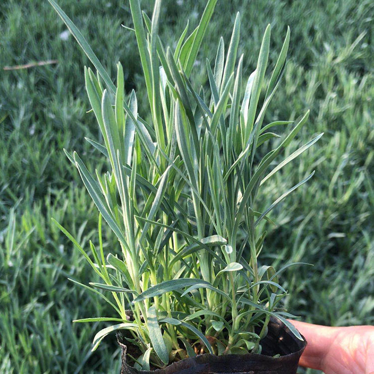 石竹种植基地 山东石竹 开春推荐