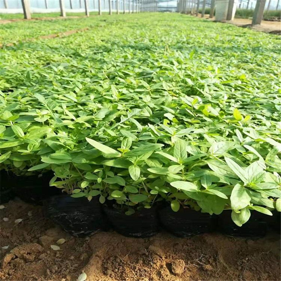 千屈菜批发商 青州千屈菜杯苗 不限量千屈菜杯苗