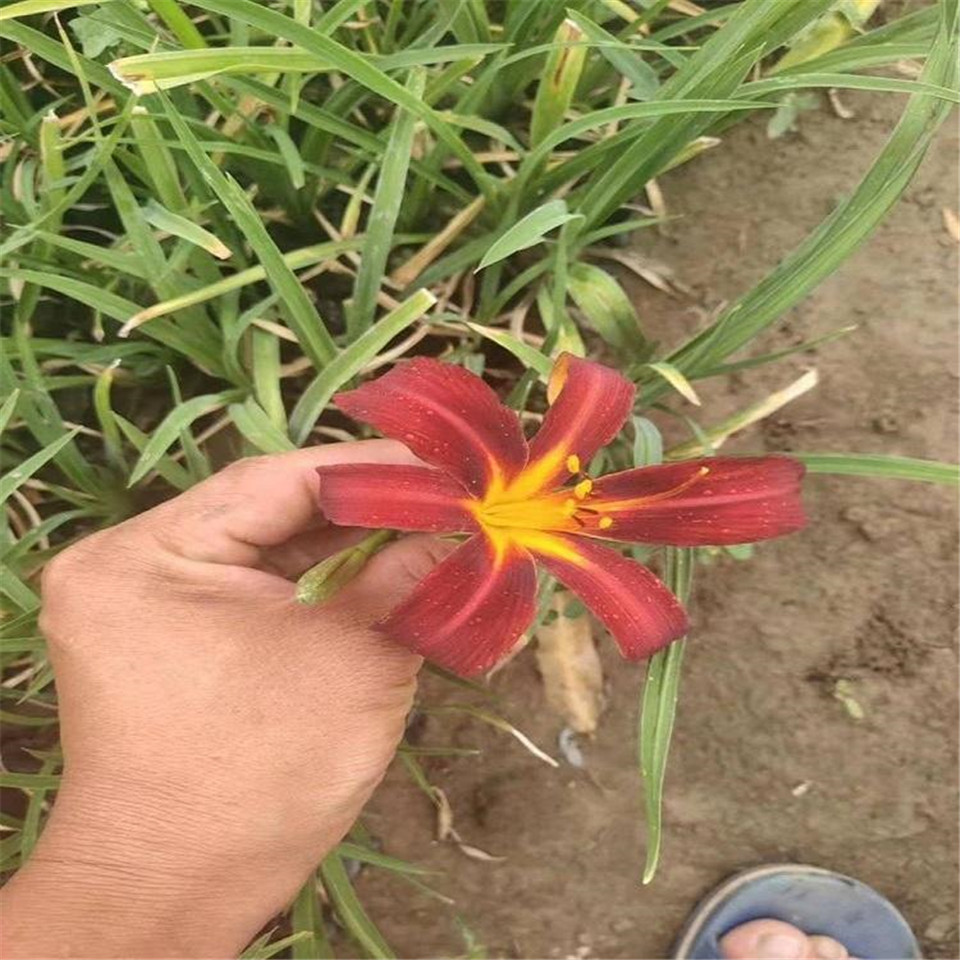 鸿运萱草 青州草花基地 鸿运萱草 山东鸿运萱草基地