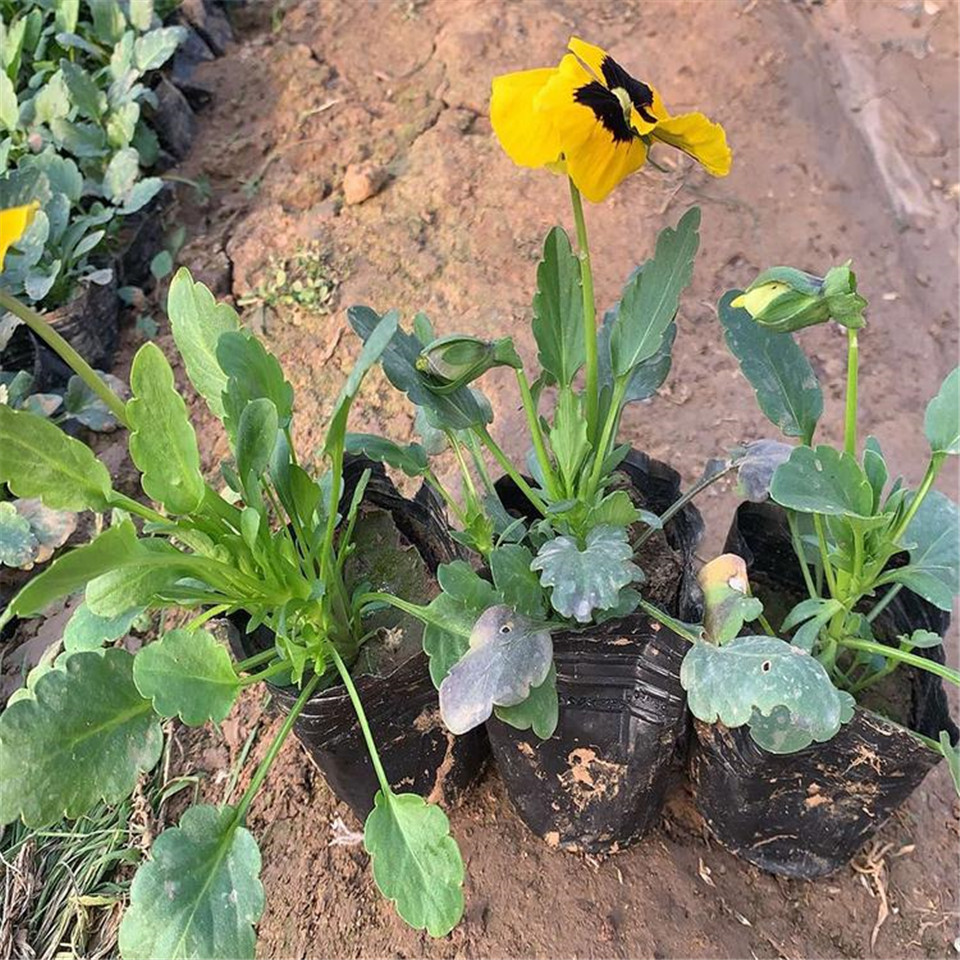 观赏花三色堇 青州三色堇基地 苗圃基地批发观赏花三色堇