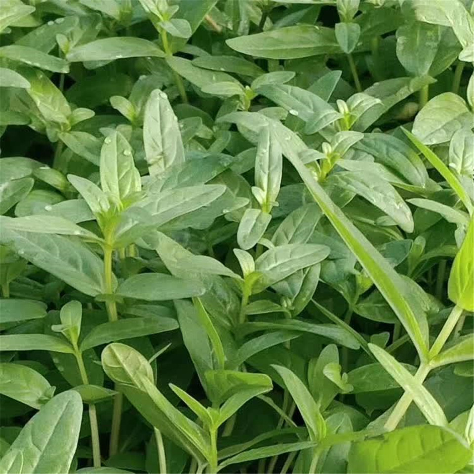 多年生草本，根茎横卧于地下，粗壮 千屈菜小苗批发