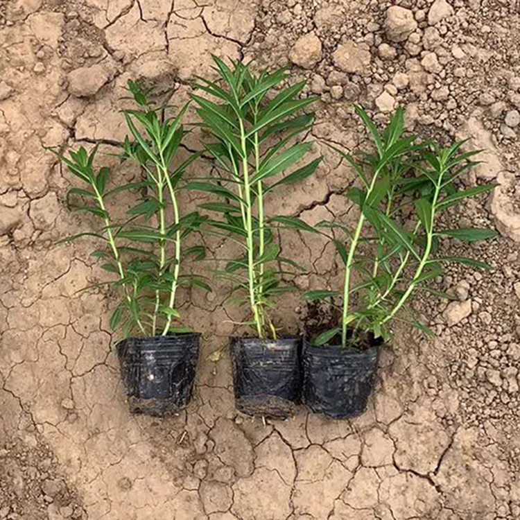 香彩雀小苗 推荐好花 青州香彩雀小苗基地