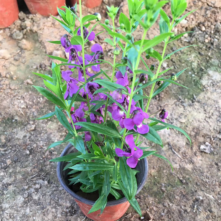 香彩雀小苗 推荐好花 青州香彩雀小苗行情