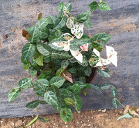 花叶络石供货商 山东宿根花卉 双色盆花叶络石 订购报价