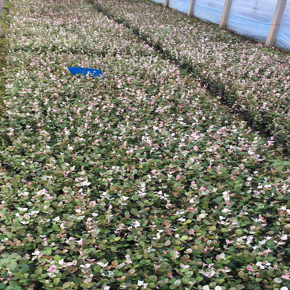 基地供应 花叶络石 花叶络石报价