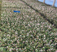 基地供应 花叶络石 花叶络石报价