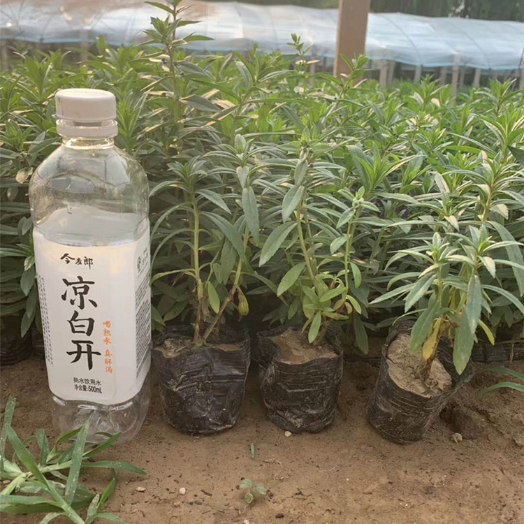 香彩雀小苗批发 推荐好花 山东香彩雀小苗