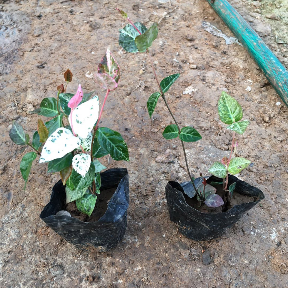 花叶络石销售 盆栽植物批发 双色盆花叶络石 基地供应