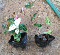 花叶络石销售 山东宿根花卉 双色盆花叶络石 订购报价